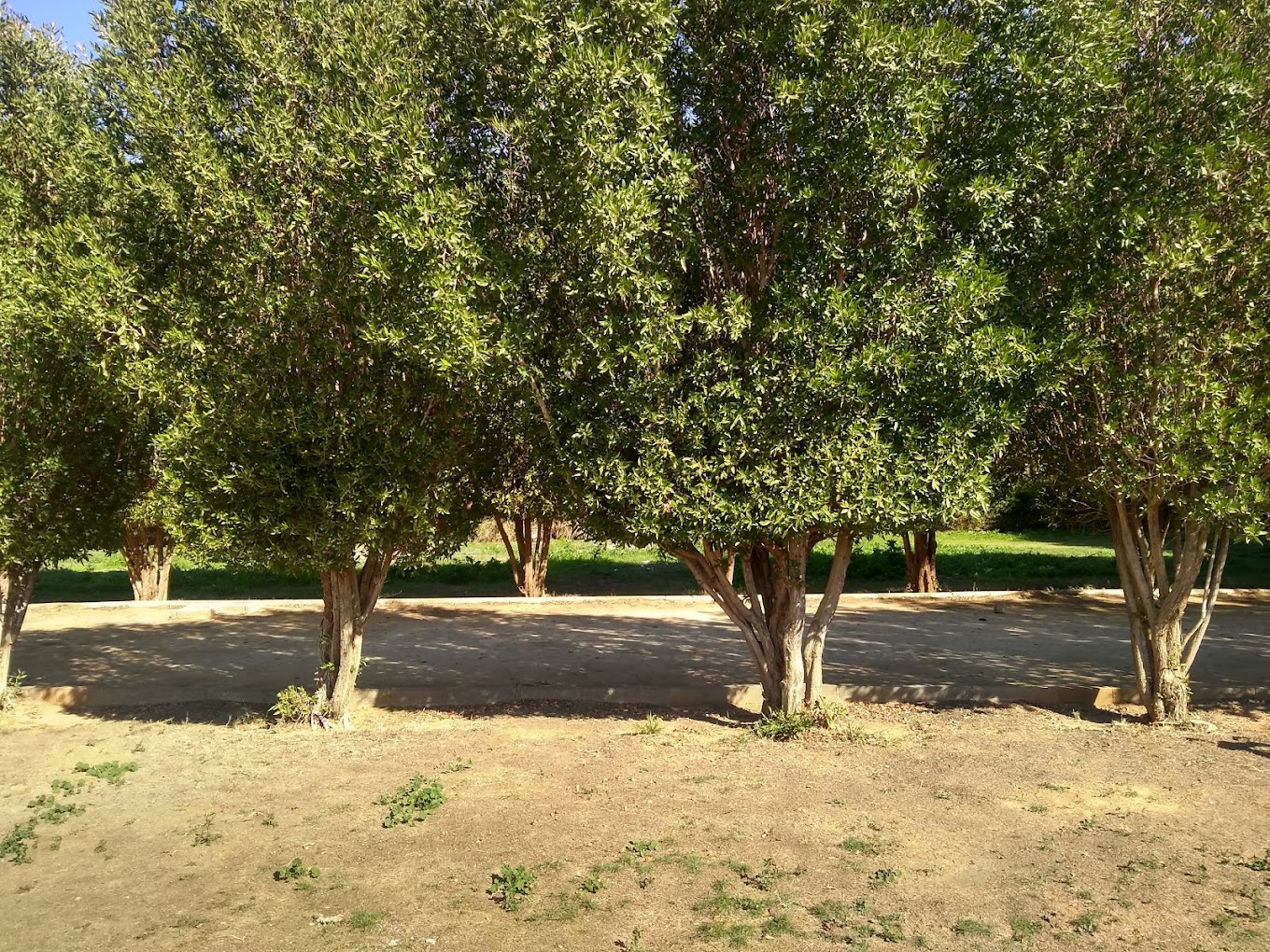 حديقة اليمامة