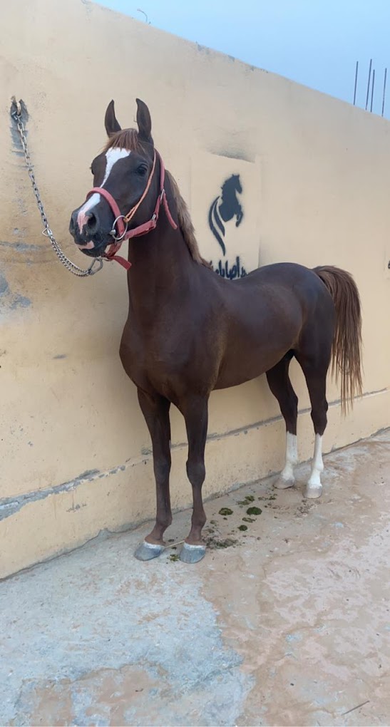 مربط اصايل الكون للخيل العربية