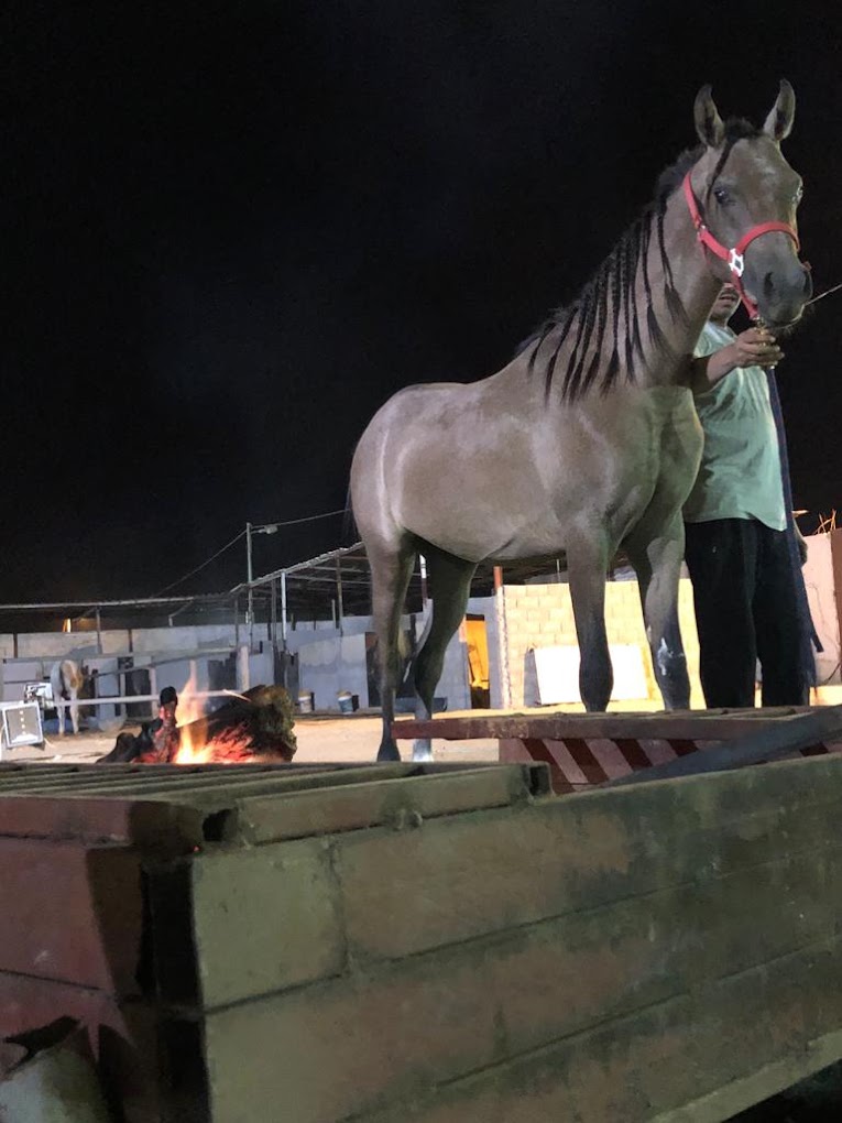 مربط اصايل الكون للخيل العربية