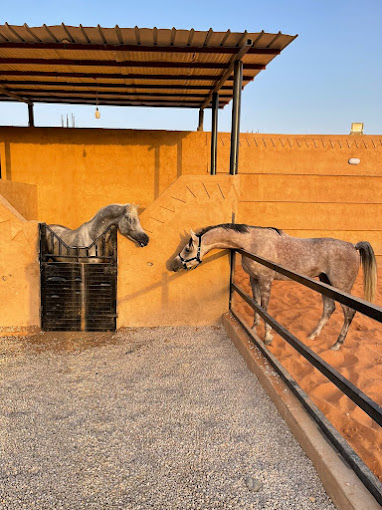 مربط لام للخيل العربية الأصيلة