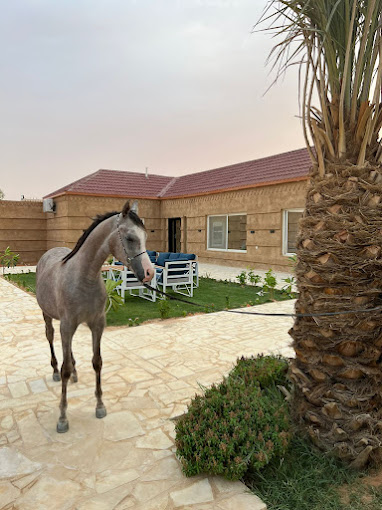 مربط لام للخيل العربية الأصيلة